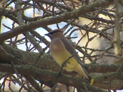 Bombycilla cedrorum