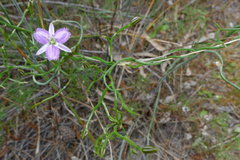 Thysanotus patersonii