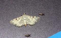 Hileithia differentialis
