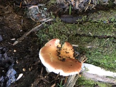 Russula bicolor