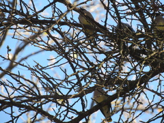Bombycilla cedrorum