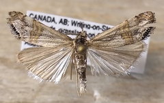 Euchromius californicalis