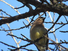 Bombycilla cedrorum
