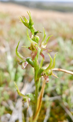 Prasophyllum gracile