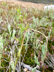 Prasophyllum gracile