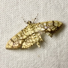 Haritalodes obliqualis