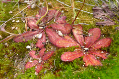 Drosera bulbosa