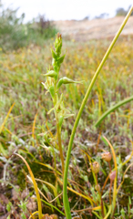 Prasophyllum gracile