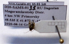 Deraeocoris serenus