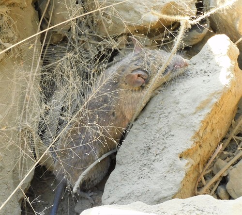 Allen's Woodrat