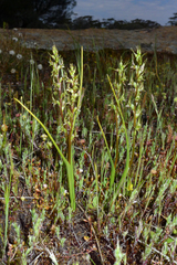 Prasophyllum gracile