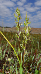 Prasophyllum gracile
