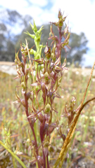Prasophyllum gracile
