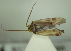 Polymerus vulneratus