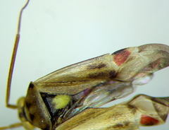 Polymerus vulneratus