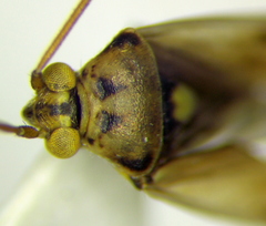 Polymerus vulneratus