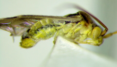 Polymerus vulneratus