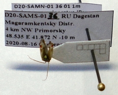 Polymerus vulneratus