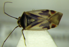 Polymerus cognatus