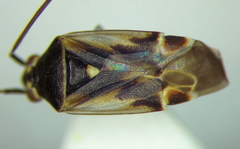 Polymerus cognatus