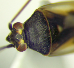 Polymerus cognatus