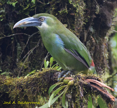 Aulacorhynchus coeruleicinctis