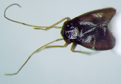 Halticus apterus