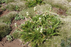 Aciphylla glacialis