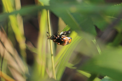Nicrophorus hebes