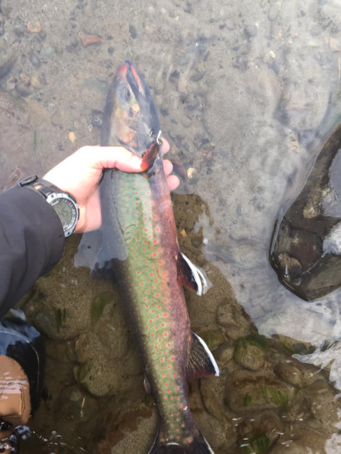 Dolly Varden Char from Anchor Point, AK, USA on October 19, 2020 at 02: ...