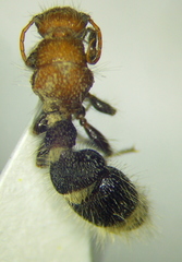 Apterogyna volgensis