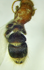 Apterogyna volgensis