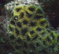 Acanthastrea
