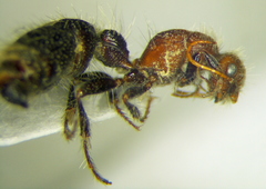 Apterogyna volgensis