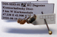 Apterogyna volgensis