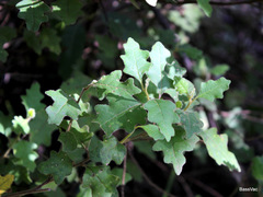 Chorilaena quercifolia