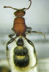 Apterogyna volgensis
