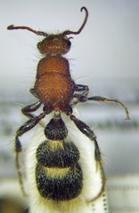 Apterogyna volgensis