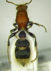 Apterogyna volgensis