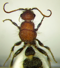 Apterogyna volgensis