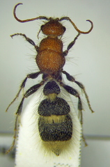 Apterogyna volgensis