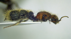 Apterogyna volgensis