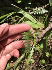 Polystichum vestitum