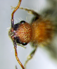 Apterogyna volgensis