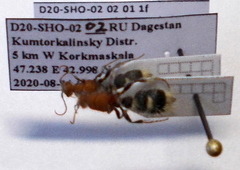 Apterogyna volgensis