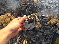 Callyspongia
