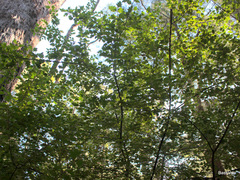 Chorilaena quercifolia