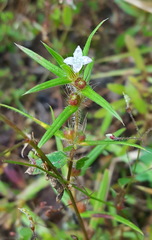 Hexasepalum apiculatum