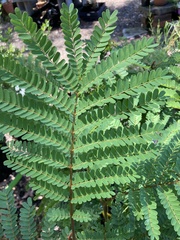 Peltophorum pterocarpum