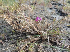 Oxytropis stukovii